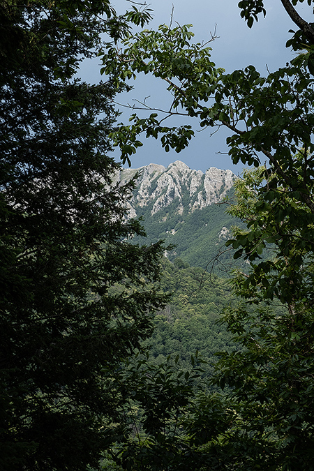 Alpenansicht Bergspitze durch Bäume Italien - Janet Große Fotografin