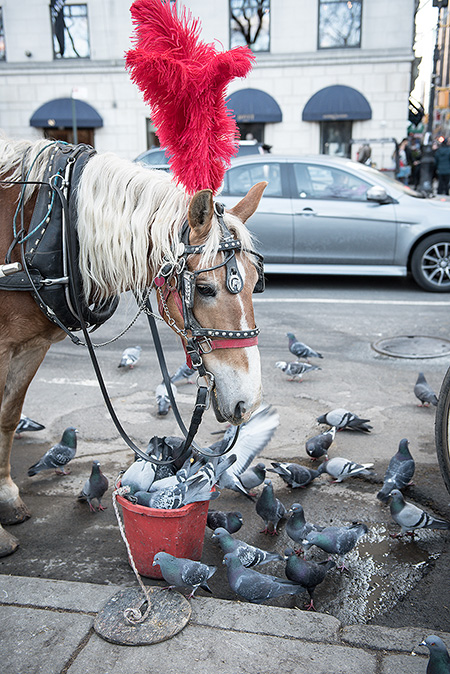 Pferd mit Tauben die auf einem eimer sitzen - Janet Große Fotografin Streetphotography