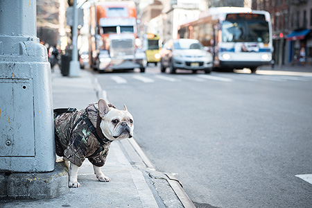 Bully Hund mit Jäckchen Pinkelt an einem Straßenmast New York - Janet Große Fotografin Streetphotography
